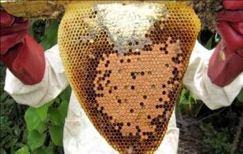 Il progetto apicoltura: missione di valutazione
