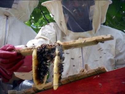 Il progetto apicoltura: missione di valutazione finale (giugno 2010) Se la larghezza