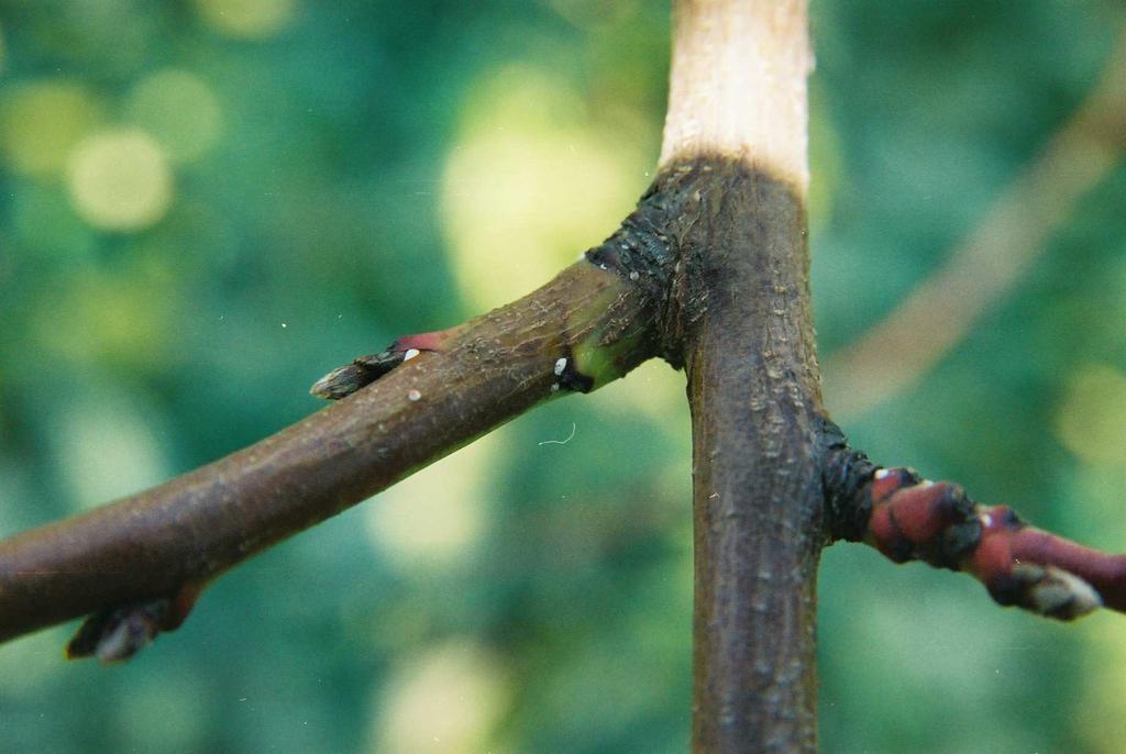 branche e brindilli; questi