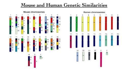 8. Fornire le risorse per eseguire comparazioni tra i genomi I dati comparativi hanno un importanza fondamentale Studio dei genomi SINTENIA L ordine dei loci genici su un cromosoma tende a