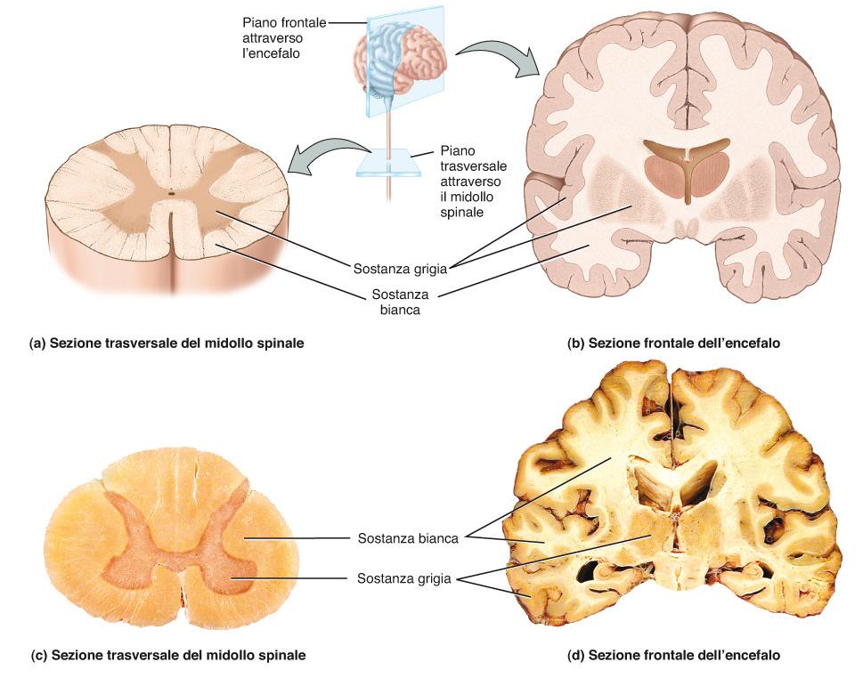 Sezioni eseguite a vari livelli del SNC mostrano aree chiare e aree scure SOSTANZA GRIGIA= corpi cellulari dei neuroni,