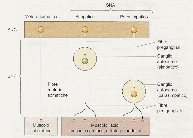 A differenza del SNS (somatico) in cui i motoneuroni spinali innervano direttamente il bersaglio (il muscolo), nel SNA ci sono due ordini di neuroni, i neuroni pregangliari che si originano nel