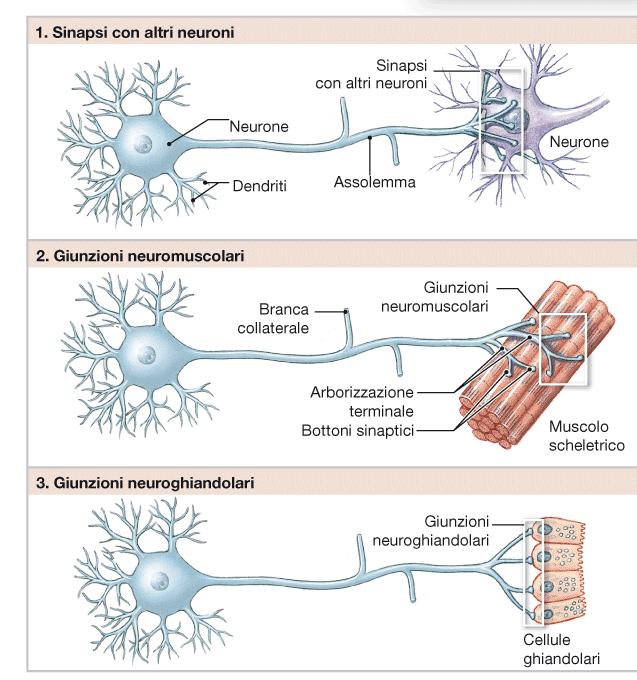 LA TRASMISSIONE SINAPTICA La caratteristica che differenzia le cellule nervose da tutte le altre cellule dell organismo, è la capacità di stabilire rapidamente