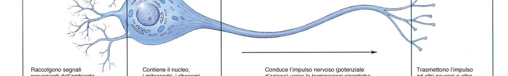 CELLULE NERVOSE cellule funzionali del sistema nervoso