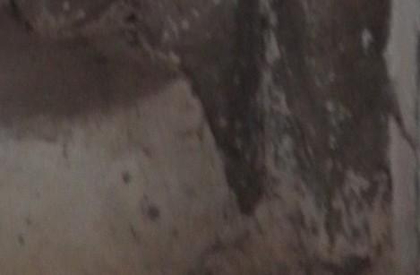 Nella chiesa di San Silvestro, a causa di rifacimenti del pavimento non si notano i piedi dei costoloni.
