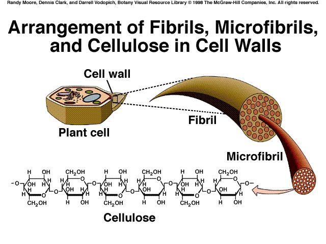 Cellulosa http://www.bio.miami.edu/dana/226/226f07_3.html Cellulosa [1] Principale componente delle piante boschive e di quelle fibrose: più abbondante polimero singolo della biosfera.
