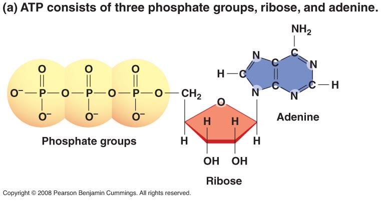 ADENOSINA TRIFOSFATO (ATP) https://burningscience.files.wordpress.com/2014/09/atp02a.