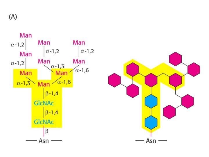 Non per esame PROPRIETA DEGLI OLIGOSACCARIDI CHE POSSONO CONTRIBUIRE AL LORO RUOLO COME MARCATORI CELLULARI [2] Nelle glicoproteine, gli zuccheri sono legati sia all atomo di azoto amidico della