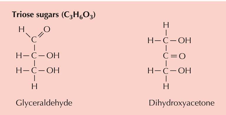 Carboidrati (zuccheri, glicani) [1] Includono gli zuccheri semplici (monosaccaridi) e tutte le molecole di maggiori dimensioni costruite a partire da molecole degli zuccheri.