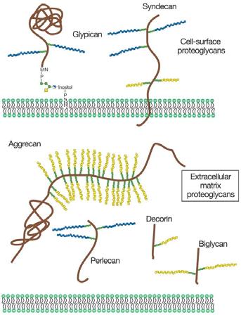 extracellulare (MEC) Proteoglicani