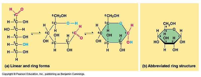 Monosaccaridi Queste molecole consistono di forme a catena aperta o ad anello con 3 8 atomi di carbono. Il più comune tipo di monosaccaride è lo zucchero semplice glucosio.
