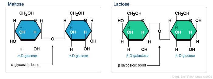 I legami β glicosidici sono più stabili (difficilmente degradabili) dei legami α glicosidici. https://wikispaces.psu.edu/download/attachments/40047583/image 4.