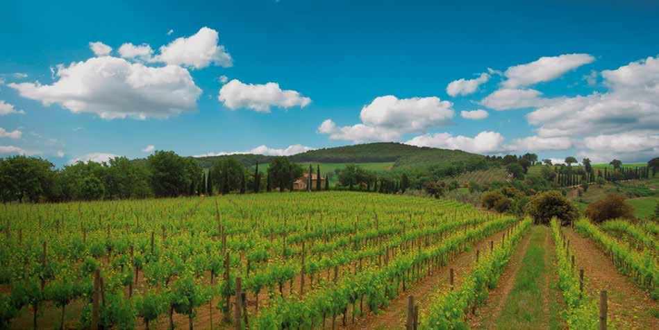 Podere Casisano is located on a splendid natural terrace at 480 meters a.s.l. overlooking the southern-eastern area of Montalcino, facing Sant Angelo in Colle and St.