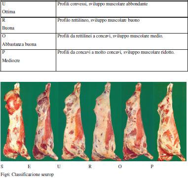 Classificazione delle carcasse Le carcasse di bovino ed equino sono classificate in base ad