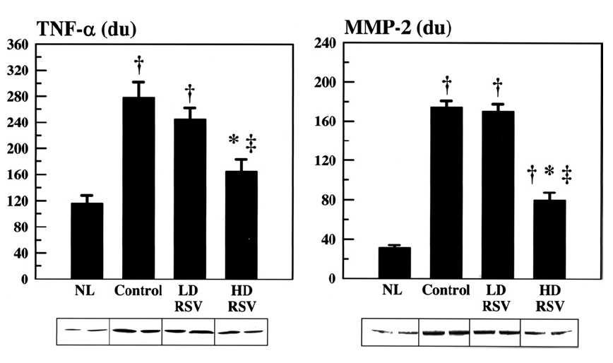 Effects of different doses of Rosuvastatin on LV Remodeling in Dogs