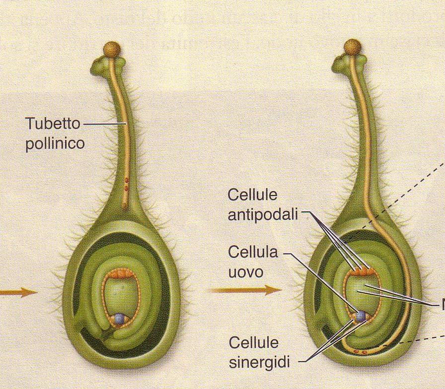 microgametofito nuclei spermatici