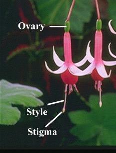 La posizione dell ovario Ovario sincarpico e apocarpico