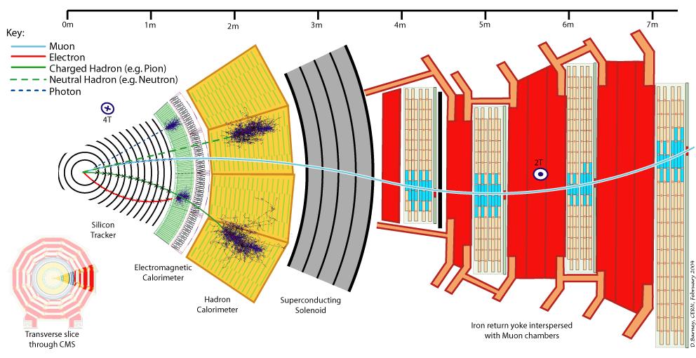 Rivelatori in CMS Muoni di alta energia possono essere prodotti solo dal decadimento di una particella pesante (Higgs?