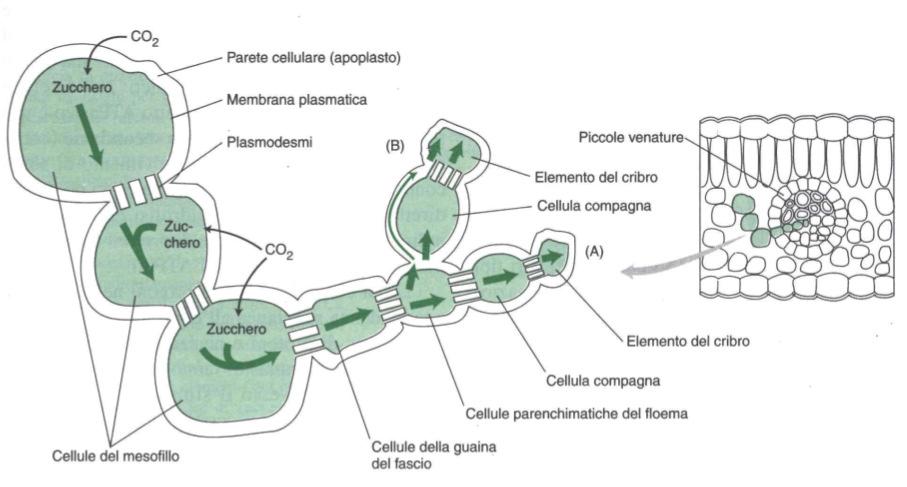 E il meccanismo attraverso il quale gli zuccheri entrano nel floema.