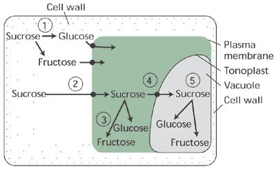 Il saccarosio che segue la via apoplastica può essere idrolizzato da un invertasi della parete cellulare prima dell ingresso nella cellula (1), o può entrare nella cellula o nel vacuolo (2,4)