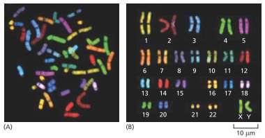 I cromosomi Il DNA viene «ripiegato» da proteine specifiche, in modo da