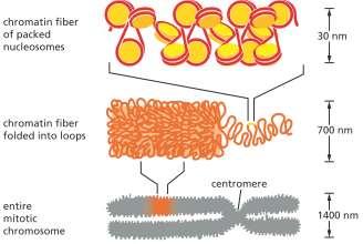I cromosomi la fibra di cromatina è avvolta in una serie di anse