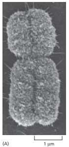 ulteriormente compattati per formare i cromosomi ogni molecola di