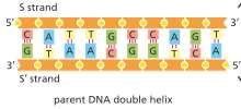 genetico DNA: 2 filamenti, uno complementare all altro 2