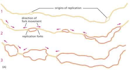 Replicazione del DNA Il genoma umano è