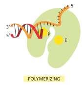 Replicazione del DNA La DNA polimerasi è precisa: 1