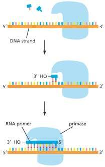 Replicazione del DNA La replicazione del DNA inizia in diversi punti Serve un segnale di inizio per l inizio della replicazione: un primer L enzima primasi, cioè