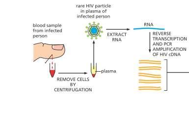 A cosa serve la PCR Diagnosi di malattie