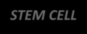 STEM CELL CD117 HLA-DR CD90 TdT CD38 Lymphoid progenitor B-progenitor CD19 CD10 CD34+/- CD22 ccd79a TdT CD38 scd22 CD24 B lymphocite