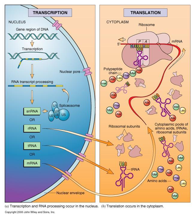 LA REGOLAZIONE DELL ESPRESSIONE GENICA PUÒ AVVENIRE A DIVERSI LIVELLI: 1. A livello di cromatina Metilazione del DNA Modificazioni degli istoni 2.