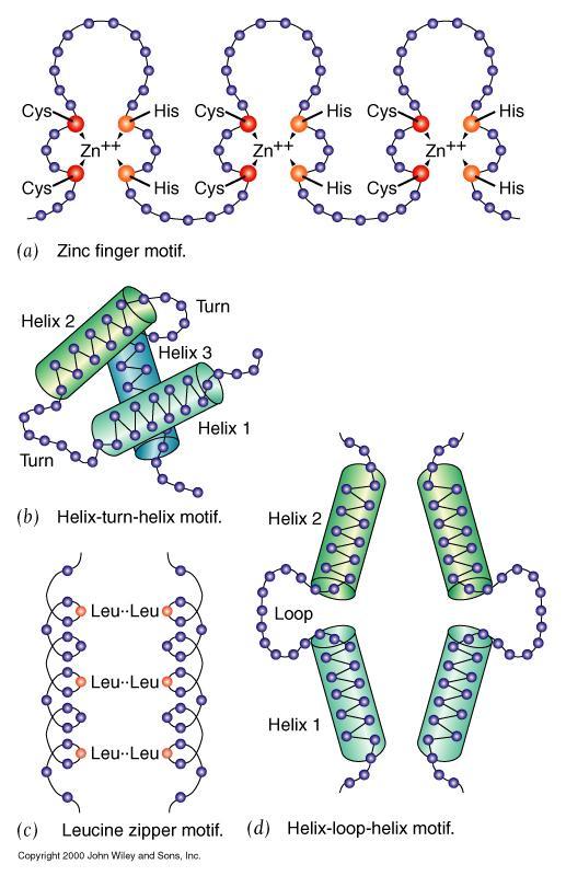 MOTIVI SRTUTTURALI DEI DIVERSI TIPI DI FATTORI DI TRASCRIZIONE REGOLATORI I fattori di trascrizione regolatori sono proteine classificate in base alla struttura Zinc Finger (struttura a dita di Zn)