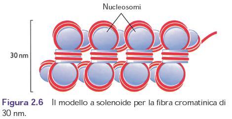 ANCHE NELL EUCROMATINA,L ESPRESSIONE DI UN GENE RICHIEDE LA SEPARAZIONE DEL