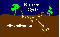 MINERALIZZAZIONE Nella mineralizzazione, l N organico proveniente dalla degradazione del materiale vegetale e animale (proteine, acidi nucleici, amino zuccheri, urea) è convertito ad ammoniaca (NH3)