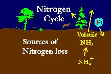 Una volta formato, NH4+ può avere diversi destini: assimilato (o immobilizzato) dai microbi o dalle piante. trattenuto dai colloidi del terreno.