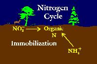IMMOBILIZZAZIONE Ammonio e nitrato sono assorbiti dai microrganismi e resi indisponibili per le piante, in dipendenza del rapporto C:N.