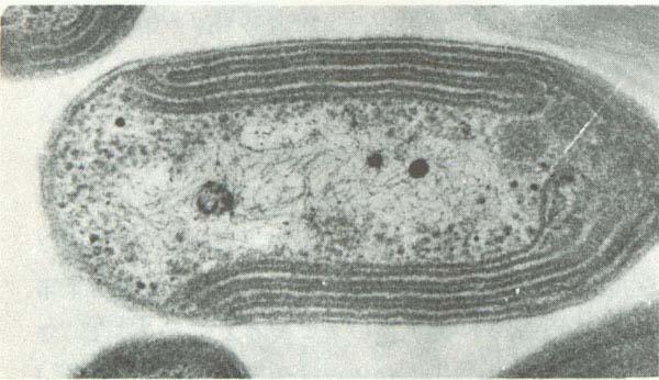 Batteri Nitrito-Ossidanti Bastoncini, ellissoidali, sferici, spiralati, Gram negativi. Cellule mobili e non. I flagelli sono polari o laterali. Aerobi.