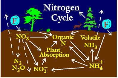 Quasi tutto l N trovato negli ecosistemi terrestri proviene dall atmosfera. Piccole quantità di N arrivano al suolo con le piogge o i fulmini.