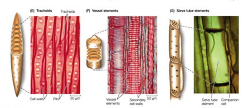 XILEMA: contiene delle cellule di conduzione definite ELEMENTI TRACHEALI: Tracheidi: cellule fusiformi morte nelle quali scorre acque e