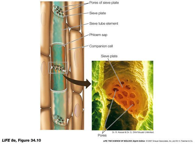 Singoli elementi dei tubi cribrosi si uniscono a formare lunghi tubi che trasportano il liquido floematico attraverso il corpo della pianta Cellule compagne regolano la formazione dei