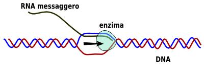 Trascrizione La trascrizione è un processo chimico che costruisce una copia di una parte del progetto contenente lo schema di costruzione di una proteina.