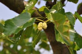 ) Le due specie sono molto simili e si distinguono per alcuni caratteri botanici, in particolare il frutto, che è più scuro nel gelso nero.