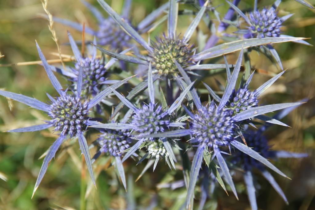 Biodiversità e Tutela del suolo nei programmi di Fondazione Cariplo Convegno internazionale La