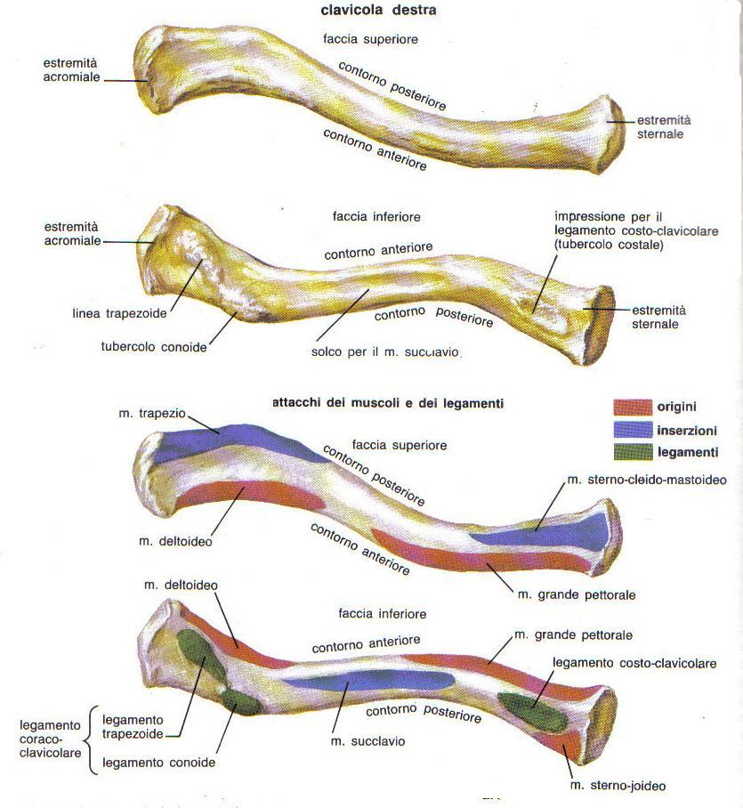 terzo medio del corpo, si inserisce il muscolo coraco-brachiale; sul versante opposto, lateralmente, si trova la sporgenza della tuberosità deltoidea.