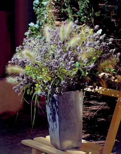Eryngium planum 'Blue Glitter' mane per il vaso verde e 6/7 mesi per il vaso fiorito, senza vernalizzazione.