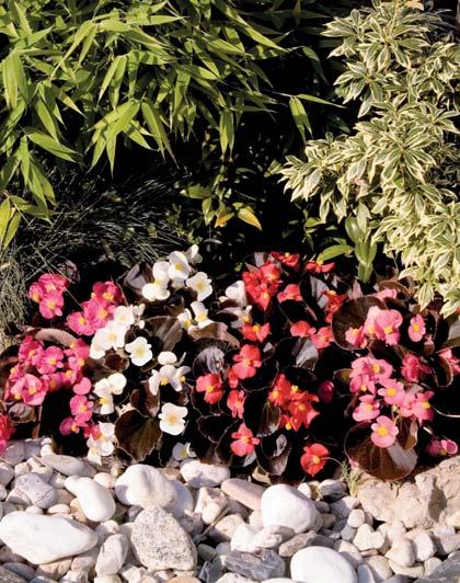 Disponibile in quattro colori: Rosa intenso, Rosso, Rosa e Bianco, 'Nightlife' è alta 15-20 cm in giardino, ed è caratterizzata dal fogliame più scuro tra le