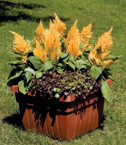 Alte 15-20 cm in giardino, le Begonie della serie 'Sprint' rappresentano lo standard più elevato in termini di percentuali di germinazioni e di piantine trapiantabili sul mercato.